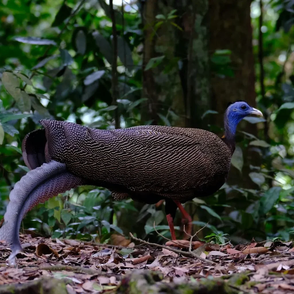 Great argus pheasant on the rainforest floor