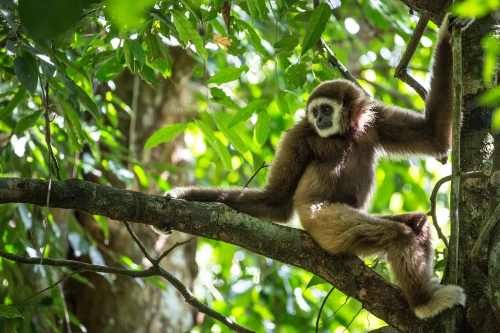 White-handed gibbon perched on a mossy branch