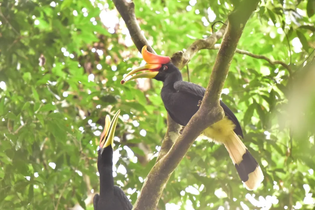 A pair of rhinoceros hornbills in the rainforest canopy near Bukit Lawang
