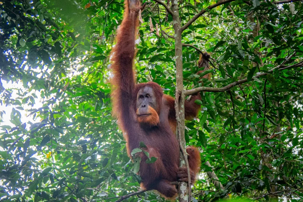 Sumatran orangutan hanging from a tree in the forest canopy