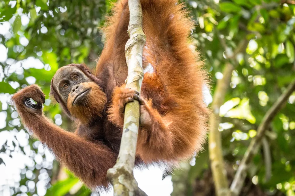 Sumatran orangutan climbing a sapling in Gunung Leuser