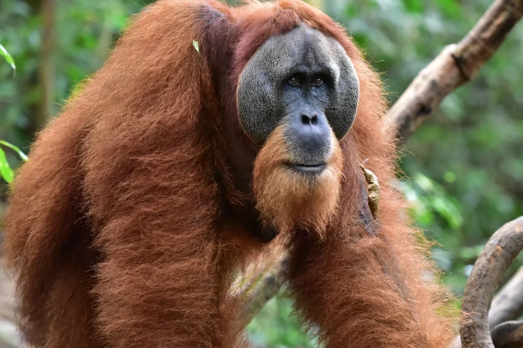 Male Sumatran orangutan with large cheek flanges